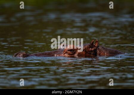 Hippopotame - Hippopotamus amphibius, grand mammifère populaire des rivières et lacs africains, chutes de Murchison, Ouganda. Banque D'Images
