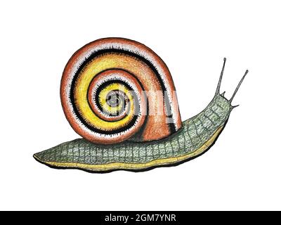 Dessin main escargot, couleur d'esquisse jaune orange, isolé, fond blanc. Elément de conception. Illustration vectorielle Illustration de Vecteur