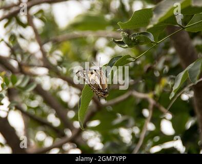 Papillon empereur australien, Polyura sempronius, reposant sur une branche avec des feuilles vertes. Jardin sur Tamborine Mountain, Queensland. Banque D'Images