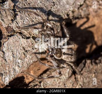 Grande araignée Huntsman bandée australienne, Holconia immanis, sur terre le jour ensoleillé de l'automne. Brunir avec les jambes poilues. Tamborine Mountain, Queensland. Banque D'Images