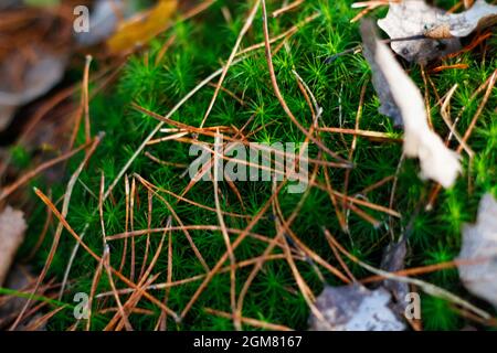 En automne, la mousse verte est recentrée sur les vieilles feuilles sèches de la forêt. Gros plan de la mousse verte vibrante qui pousse, chute de l'aiguille de pin sèche. Couvre-humisé de marais Banque D'Images