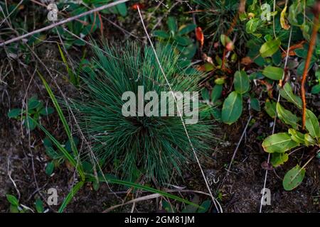 Defocus orynephorus canescens plante l'herbe vivace pousse principalement dans la périphérie des routes forestières de près. Vue de dessus. Hors foyer. Banque D'Images