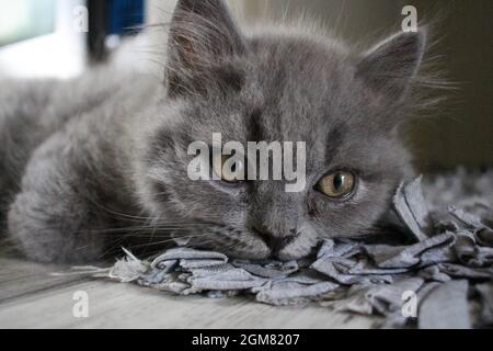 joli chaton à cheveux longs britannique gris repose sur le sol Banque D'Images