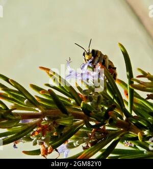 Petite abeille suçant sur la fleur de romarin un jour d'été Banque D'Images