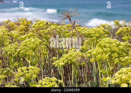 Kritmum fleurit sur les rives sablonneuses de la mer Méditerranée. Israël Banque D'Images