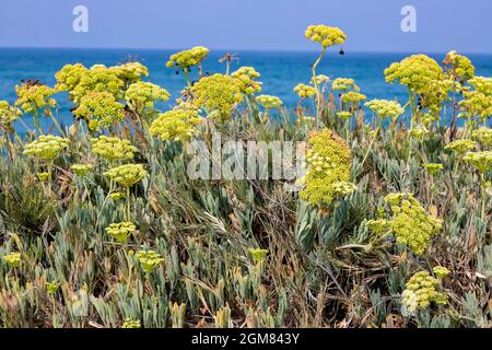 Kritmum fleurit sur les rives sablonneuses de la mer Méditerranée. Israël Banque D'Images