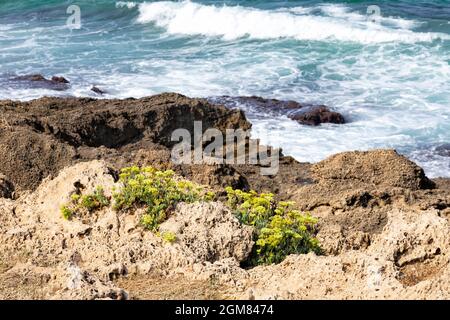 Kritmum fleurit sur les rives sablonneuses de la mer Méditerranée. Israël Banque D'Images