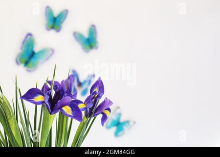 Iris mauve sur un fond blanc avec des papillons Banque D'Images