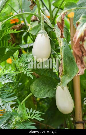 Aubergine blanche poussant dans le jardin en été. Mise au point sélective. Banque D'Images