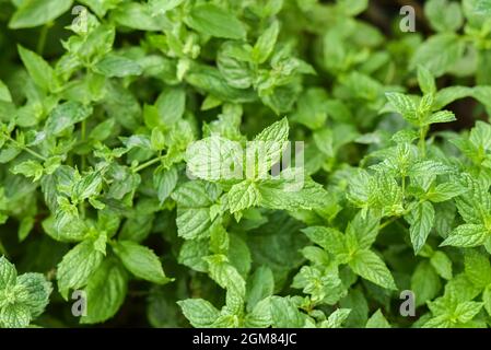 Menthe poussant dans un jardin biologique naturel. Mise au point sélective. Banque D'Images