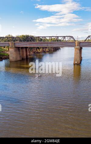 Un rameur isolé prend un nain dans son bateau à crâne unique alors qu'il passe devant le pont Victoria qui traverse la rivière Nepean à Penrith, en Nouvelle-Galles du Sud Banque D'Images