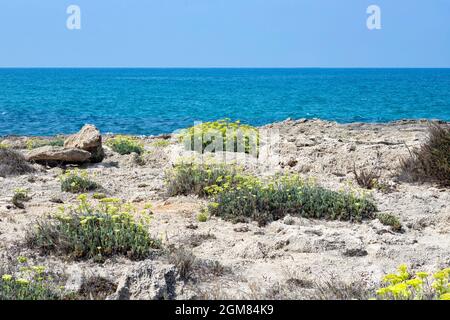 Kritmum fleurit sur les rives sablonneuses de la mer Méditerranée. Israël Banque D'Images