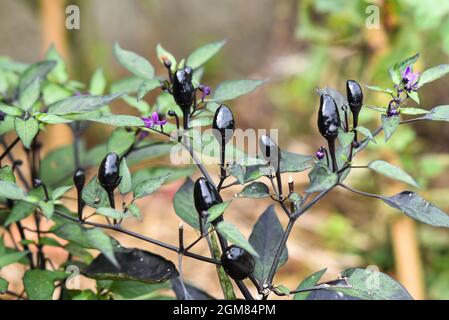 Le piment noir fleuit l'été dans le jardin. Banque D'Images