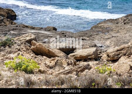 Kritmum fleurit sur les rives sablonneuses de la mer Méditerranée. Israël Banque D'Images
