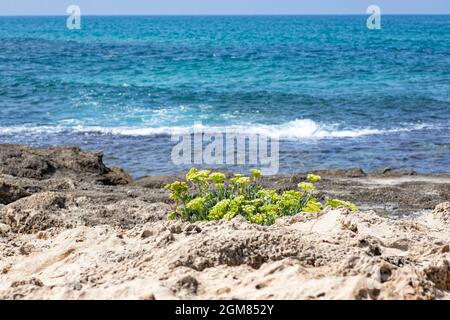 Kritmum fleurit sur les rives sablonneuses de la mer Méditerranée. Israël Banque D'Images