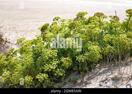 Kritmum fleurit sur les rives sablonneuses de la mer Méditerranée. Israël Banque D'Images