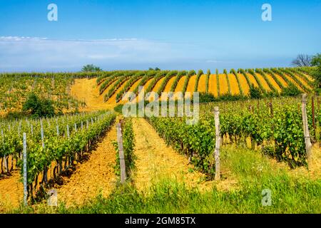 Paysage rural au printemps à Monferrato près de Gavi, province d'Alessandria, Piémont, Italie, site classé au patrimoine mondial de l'UNESCO. Banque D'Images