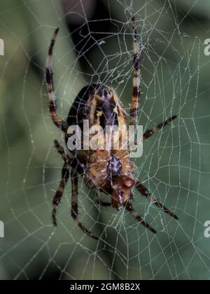 Orb Weaver Spider sur sa toile se fétiche sur sa proie. Banque D'Images