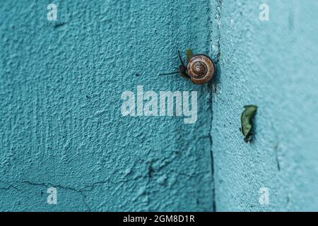 Escargot dans la mer sur le mur bleu Banque D'Images