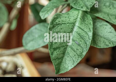 Feuille d'arbre de citron infectée par un virus ou une maladie de chlorose Banque D'Images