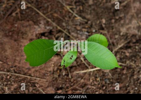 Le manguier pousse dans la vue de dessus. Banque D'Images