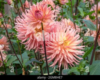 Belles fleurs semi-cactus Dahlia, variété surprise Banque D'Images