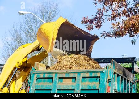 L'équipe d'amélioration de la ville retire les feuilles mortes avec une pelle hydraulique un camion Banque D'Images