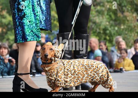 Tens Sauser Dog Fashion show dans le style Circus, St Petersburg, Russie Banque D'Images