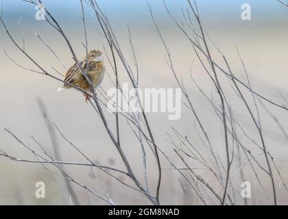 Zitting cisticola (Cisticola juncidis) jeune oiseau sans plumes de queue. Europe Banque D'Images