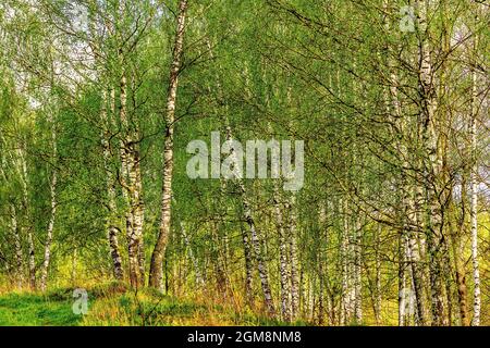 Lever ou coucher de soleil dans une plantation de bouleau de printemps avec un jeune feuillage vert et de l'herbe. Rayons du soleil brisant les bouleaux. Banque D'Images