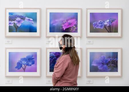 Londres, Royaume-Uni. 17 septembre 2021. Un membre du personnel voit des photographies d'hortensias de Molly Hollman. Aperçu des gagnants du RHS Botanical Art & Photography Show 2021 à la Saatchi Gallery. Plus de 200 pièces présentant un ensemble d'illustrations botaniques scientifiquement précises par 15 artistes et portfolios de 19 photographes sont présentées du 18 septembre au 3 octobre 2021 dans un événement parallèle au RHS Chelsea Flower Show, organisé pour la première fois en automne. Credit: Stephen Chung / Alamy Live News Banque D'Images