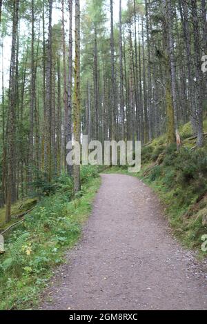 Rogie Falls / Blackwater River, Contin, Scottish Highlands. Banque D'Images