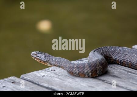 Prairieville, Michigan - Un serpent d'eau du Nord (Nerodia sipedon) sur un quai en bois sur un petit lac à l'ouest du Michigan. Banque D'Images