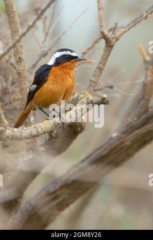 Le Redstart de Moussier (Phoenicurus moussieri), homme perché dans un brousse, près d'Agadir, au Maroc. Banque D'Images