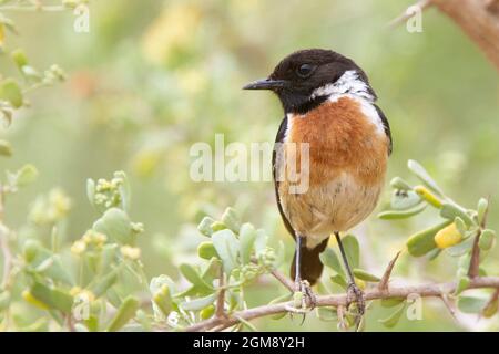 European Stonechat (Saxicola r. rubicola), homme, près d'Agadir, Maroc. Banque D'Images