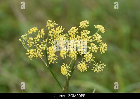 Le fenouil - Foeniculum vulgare Banque D'Images