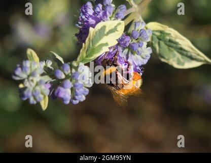 Bumblebee collectant le pollen des fleurs bleues en fleurs lors d'une journée ensoleillée d'été. Banque D'Images