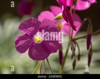 Purpurea Oxalis bobiei Banque D'Images