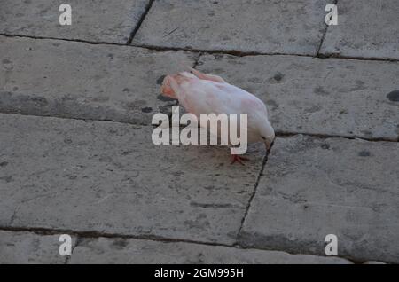 Quelques photos d'un pigeon rose dans la belle ville de Scicli, dans le sud de la Sicile, prises lors d'un voyage en Sicile à l'été 2021. Banque D'Images