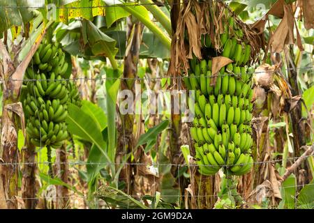 Un bananiers est suspendu au milieu d'une plantation en Inde. Banque D'Images