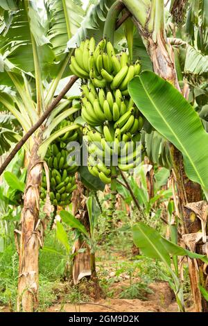 Un bananiers est suspendu au milieu d'une plantation en Inde. Banque D'Images