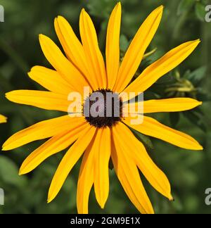 Au premier plan, la fleur brillante de l'échinacea paradoxa, appelée coneflow. Banque D'Images