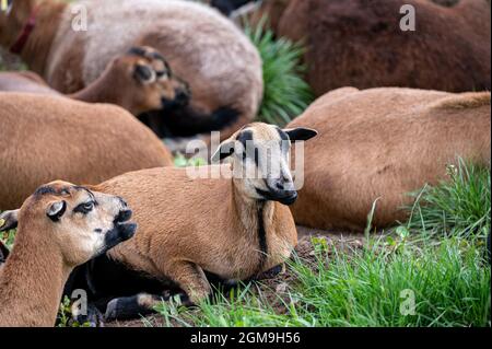 Gros plan d'un groupe de moutons allongé sur l'herbe Banque D'Images