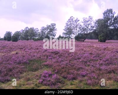 Paysage de bruyère rose coloré en fleurs Banque D'Images