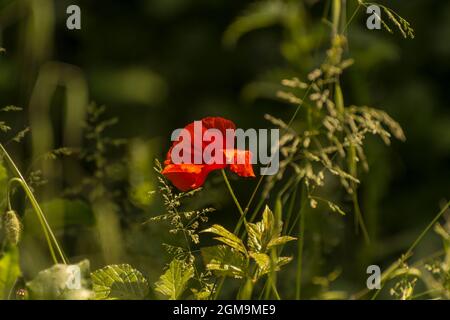 Coquelicot solitaire dans un champ vert Banque D'Images