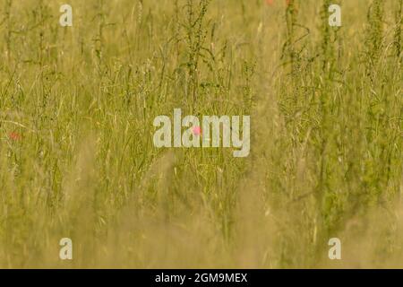 Coquelicot solitaire dans un champ vert Banque D'Images