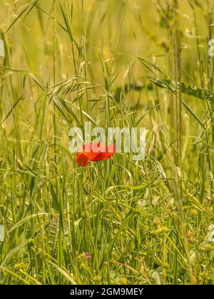 Coquelicot solitaire dans un champ vert Banque D'Images