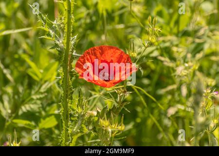 Coquelicot solitaire dans un champ vert Banque D'Images