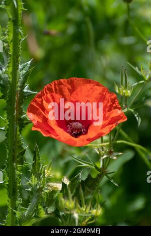 Coquelicot solitaire dans un champ vert Banque D'Images