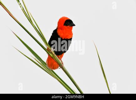 Evêque rouge du Nord - Euplectes franciscanus Banque D'Images